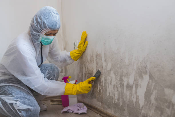 Best Post-Flood Mold Remediation in USA